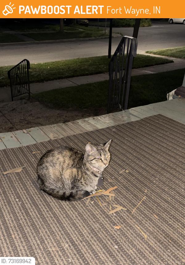 Found/Stray Female Cat last seen Intersection of Hoagland Ave. ands Wildwood Ave., Fort Wayne, IN 46807