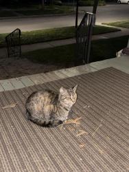 Found/Stray Female Cat last seen Intersection of Hoagland Ave. ands Wildwood Ave., Fort Wayne, IN 46807