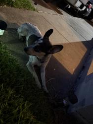 Reunited Male Dog last seen By the bus yard, Beaumont, TX 77702