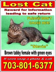 Lost Female Cat last seen Piebald SQ and Braided Mane Virginia Manor, Loudoun County, VA 20105