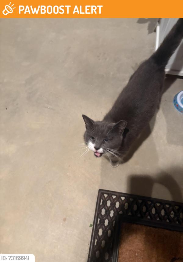 Found/Stray Unknown Cat last seen At my home on Running Stream Lane, Davidson County, NC 27360