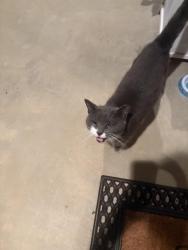 Found/Stray Unknown Cat last seen At my home on Running Stream Lane, Davidson County, NC 27360