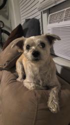 Found/Stray Male Dog last seen Intersection: Providence Rd & Luke/Edwin Dr, Virginia Beach, VA 23464