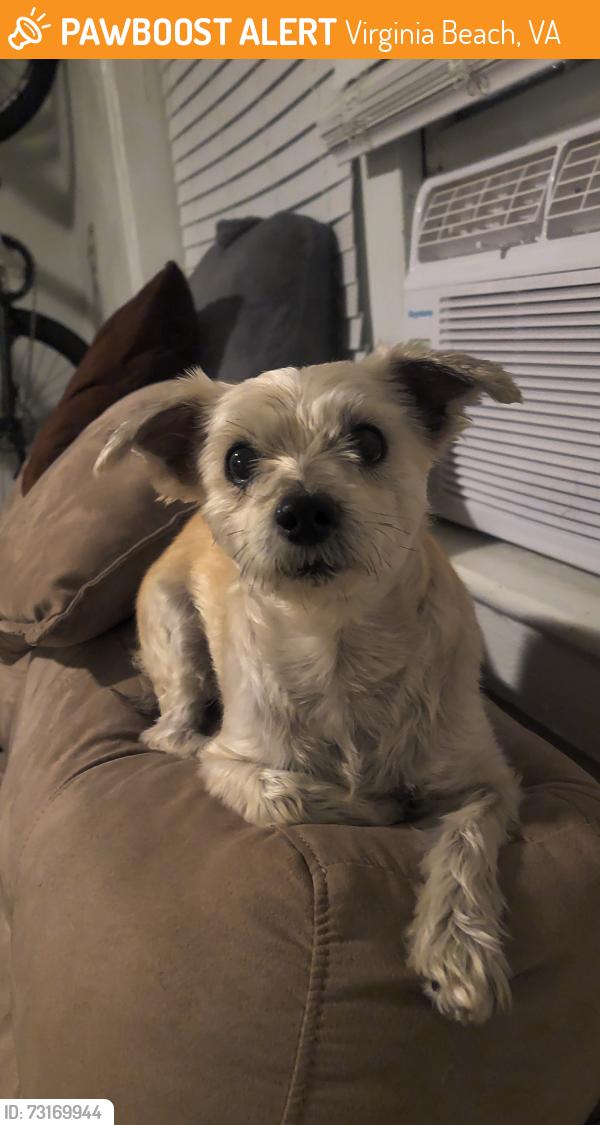Found/Stray Male Dog last seen Intersection: Providence Rd & Luke/Edwin Dr, Virginia Beach, VA 23464
