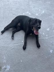 Found/Stray Unknown Dog last seen Sunset and Keene, Clearwater, FL 33765