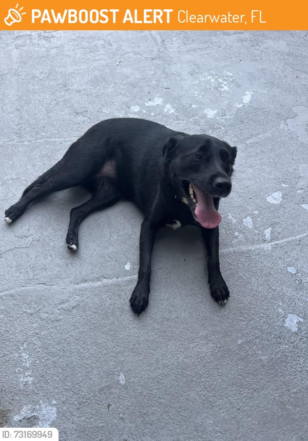 Found/Stray Unknown Dog last seen Sunset and Keene, Clearwater, FL 33765