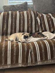 Reunited Female Dog last seen gulfstream rd & mid pines rd, Lake Worth Beach, FL 33461