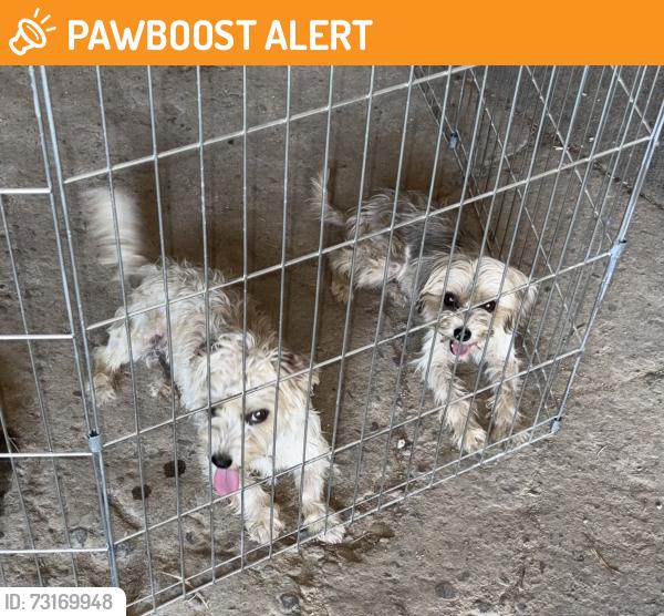 Found/Stray Unknown Dog last seen Wellsford Road/ Claribel Road, Stanislaus County, CA 95357