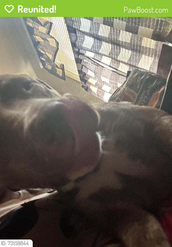 Reunited Female Dog last seen By my hse, Milwaukee, WI 53215