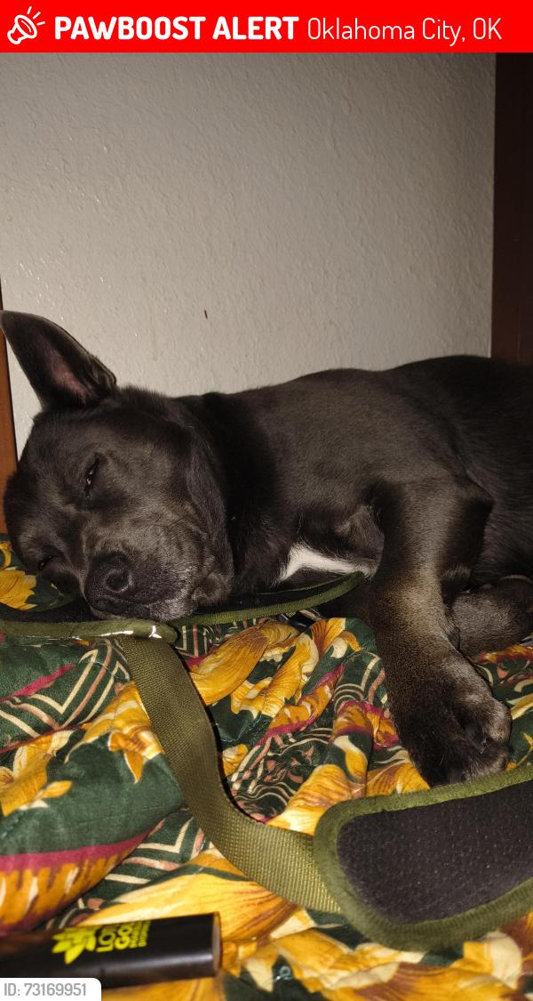 Lost Female Dog last seen May, Oklahoma City, OK 73107