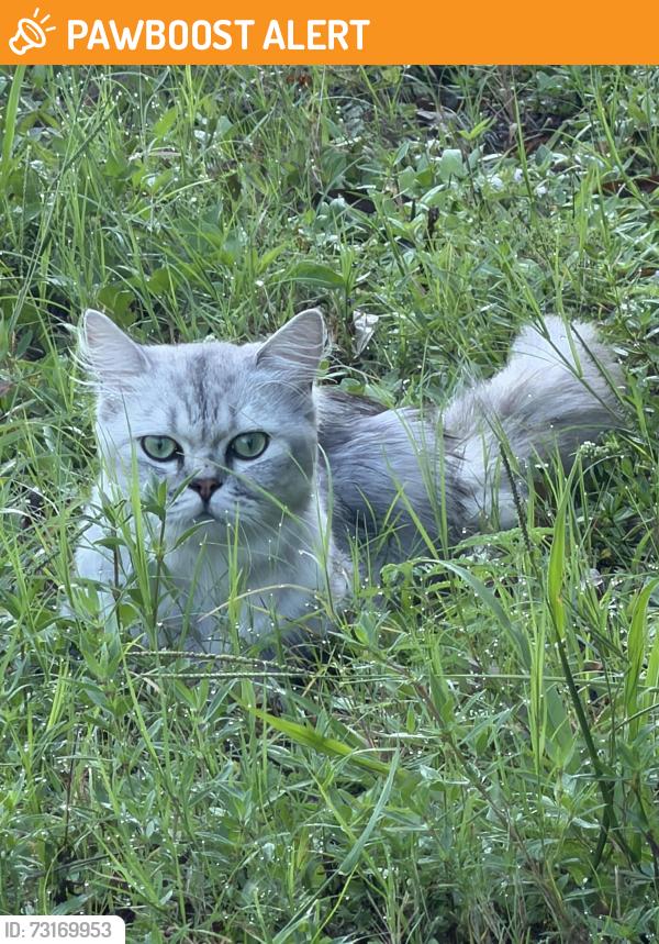 Found/Stray Unknown Cat last seen Whispering Pines Rd, North Fort Myers, FL 33917