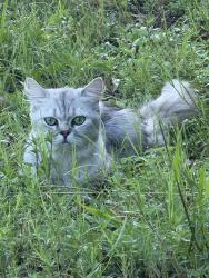 Found/Stray Unknown Cat last seen Whispering Pines Rd, North Fort Myers, FL 33917
