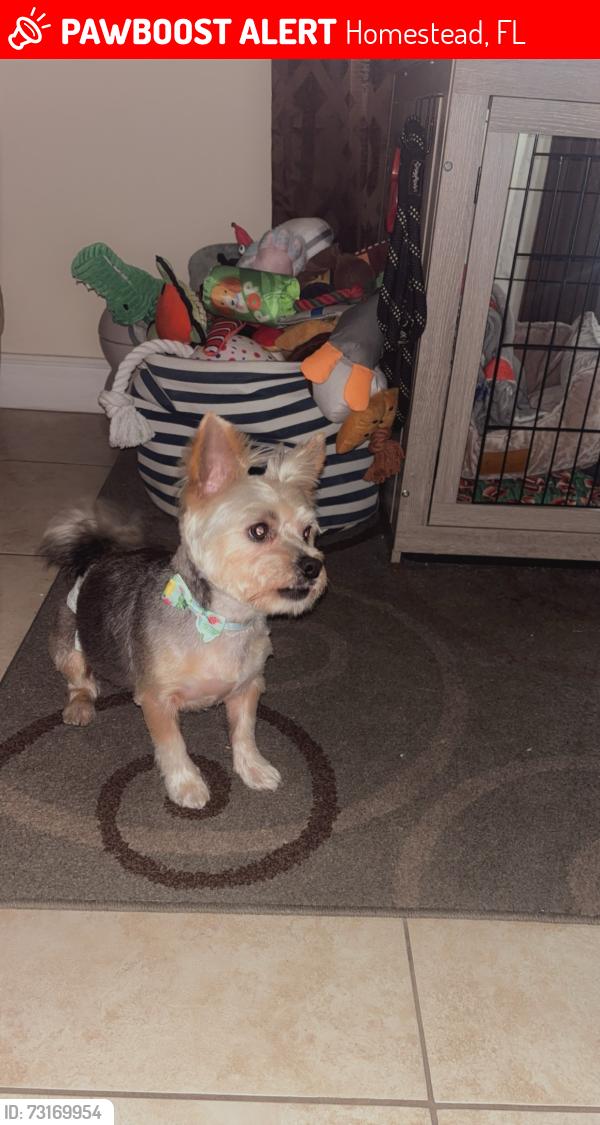 Lost Male Dog last seen Dade correctional institution, Homestead, FL 33034