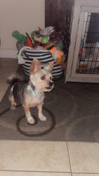 Lost Male Dog last seen Dade correctional institution, Homestead, FL 33034