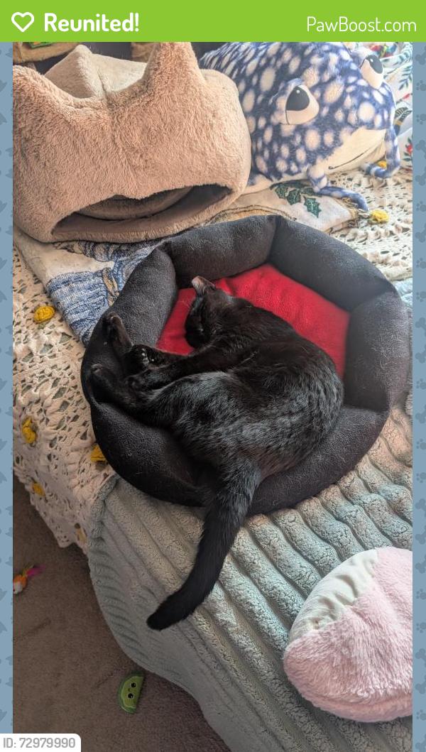 Reunited Female Cat last seen Near Longfellow dr and West run road, Munhall, PA 15120