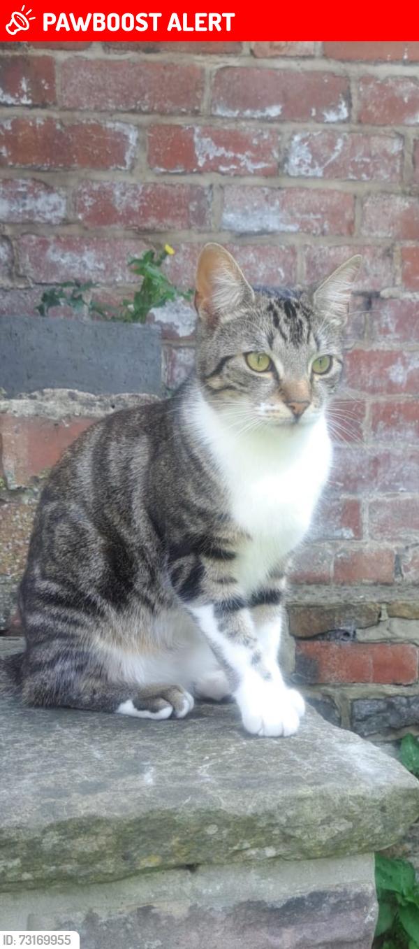 Lost Male Cat last seen 2-4 Dundas Rd in the back garden, Tinsley, England S9 1SW