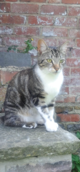Lost Male Cat last seen 2-4 Dundas Rd in the back garden, Tinsley, England S9 1SW