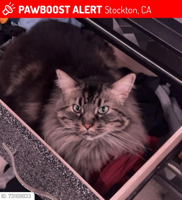 Lost Male Cat last seen Lloyd Thayer Circle, Stockton CA, Stockton, CA 95206