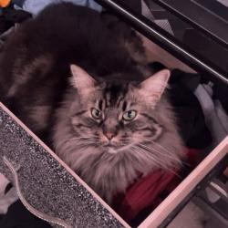 Lost Male Cat last seen Lloyd Thayer Circle, Stockton CA, Stockton, CA 95206