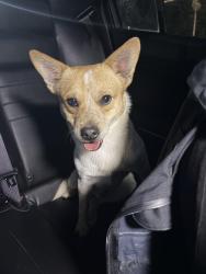 Found/Stray Male Dog last seen Carson Ave/Rural, Indianapolis, IN 46227