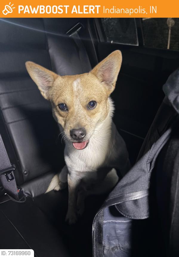 Found/Stray Male Dog last seen Carson Ave/Rural, Indianapolis, IN 46227