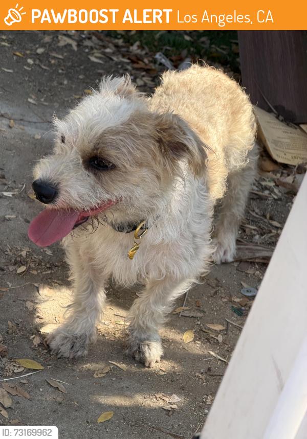 Found/Stray Male Dog last seen He was in shelter as a stray, Los Angeles, CA 90012