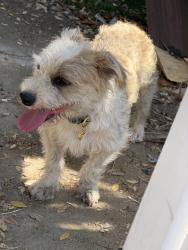 Found/Stray Male Dog last seen He was in shelter as a stray, Los Angeles, CA 90012