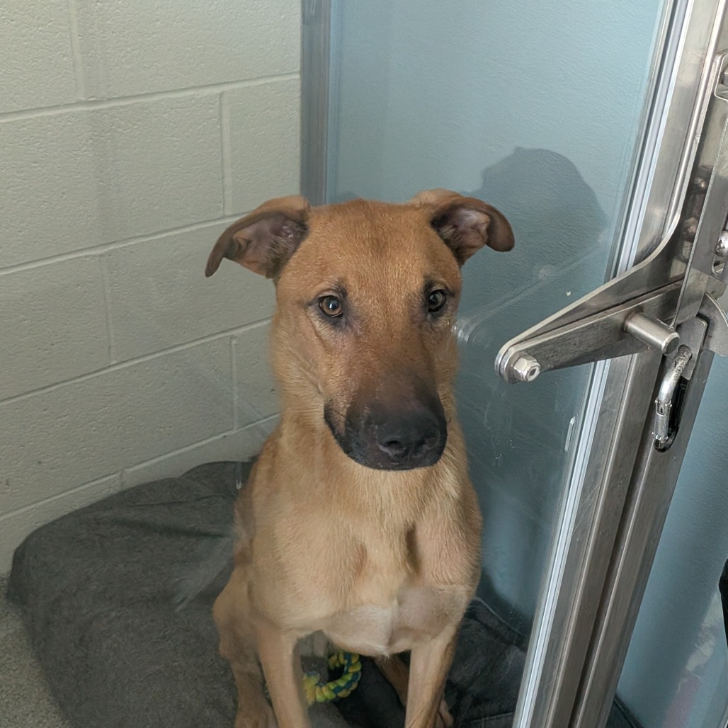 Shelter Stray Male Dog last seen , 21800 Central Ave, Matteson, IL 60443, USA