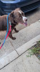 Reunited Female Dog last seen Jonesboro road, McDonough, GA 30253