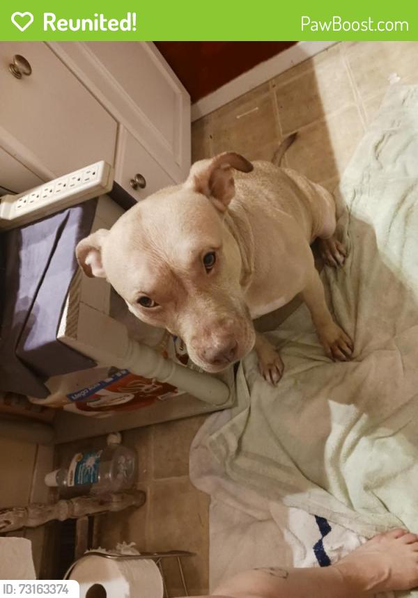 Reunited Female Dog last seen By t dock in Indian harbor area, Payne Springs, TX 75156