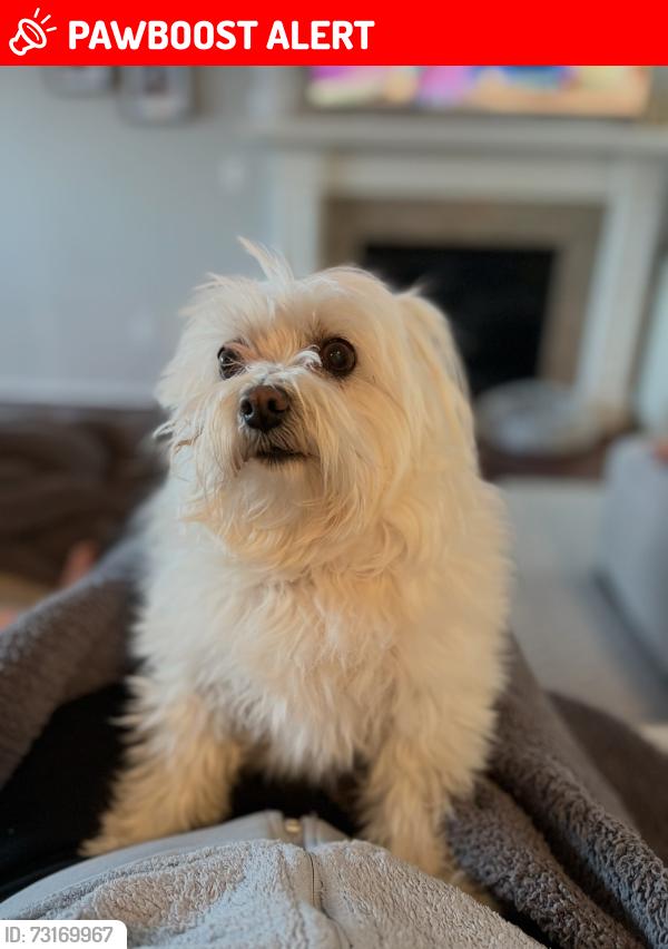 Lost Female Dog last seen Marl Dr. off of Silver Lake Rd in Linden, MI, Fenton Township, MI 48451