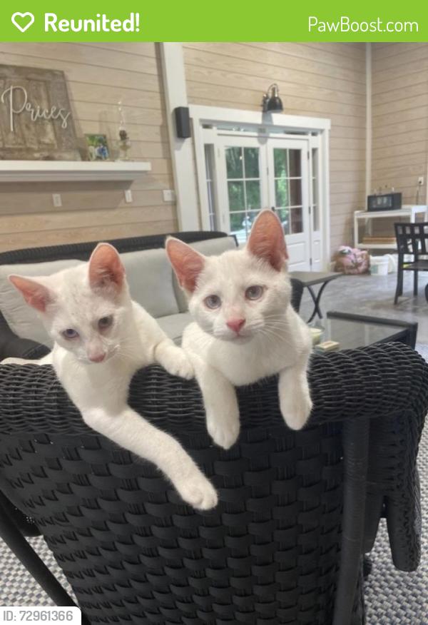 Reunited Male Cat last seen Dock site Road near Wyndam, Edisto Beach, SC 29438