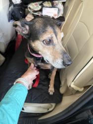 Reunited Female Dog last seen Near SW 103rd Ave, Cooper City, FL 33328, USA, Cooper City, FL 33328
