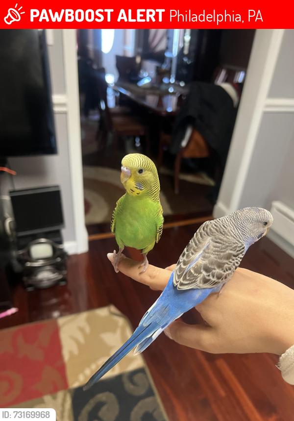 Lost Male Bird last seen The bird that is missing is the green bird, he was last seen on the tree near the fire station., Philadelphia, PA 19148