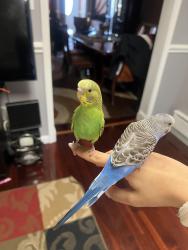 Lost Male Bird last seen The bird that is missing is the green bird, he was last seen on the tree near the fire station., Philadelphia, PA 19148