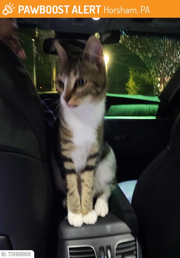 Found/Stray Unknown Cat last seen Near Points by PJ Whelehans, Horsham, PA 19044