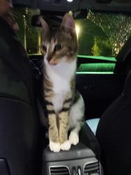 Found/Stray Unknown Cat last seen Near Points by PJ Whelehans, Horsham, PA 19044