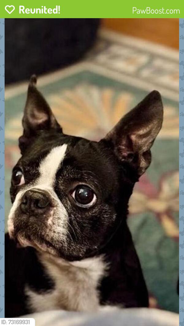Reunited Female Dog last seen Vardon Lane and Dixie Highway, Flossmoor, IL 60422