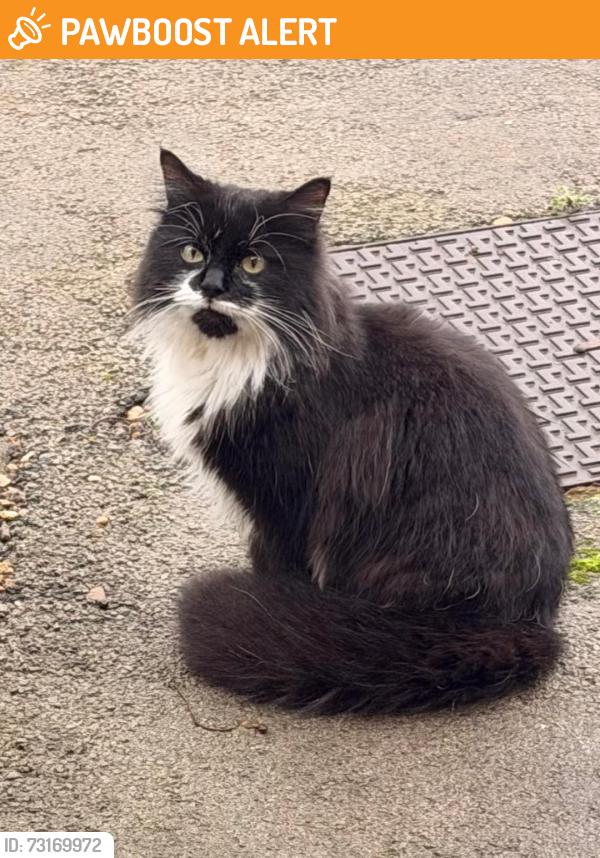Found/Stray Male Cat last seen Fredrick Street, Long Eaton, England NG10 2DL