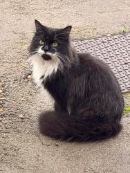 Found/Stray Male Cat last seen Fredrick Street, Long Eaton, England NG10 2DL