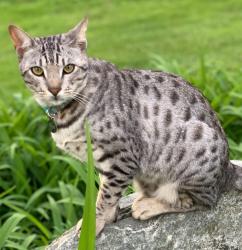 Lost Male Cat last seen Haynie & Randolph Siding, Jupiter, FL 33478