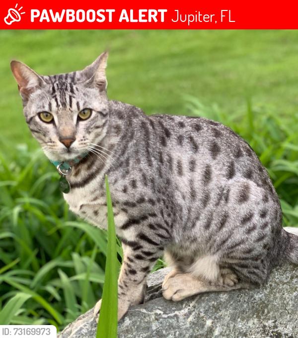 Lost Male Cat last seen Haynie & Randolph Siding, Jupiter, FL 33478