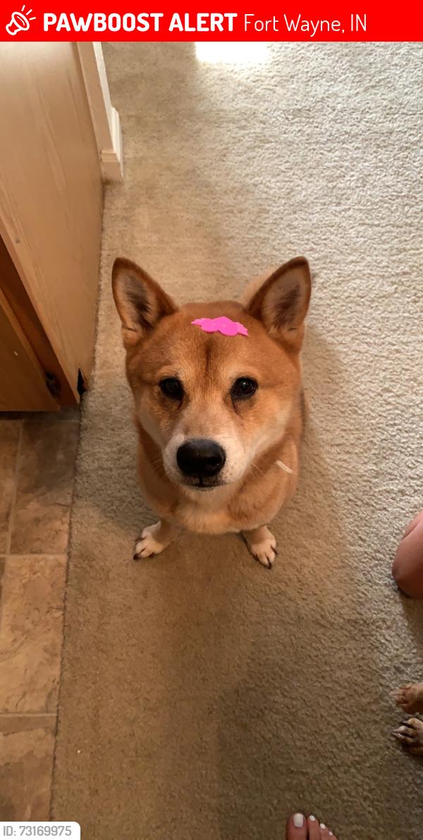 Lost Male Dog last seen Tillman park, Fort Wayne, IN 46815