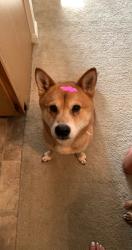 Lost Male Dog last seen Tillman park, Fort Wayne, IN 46815