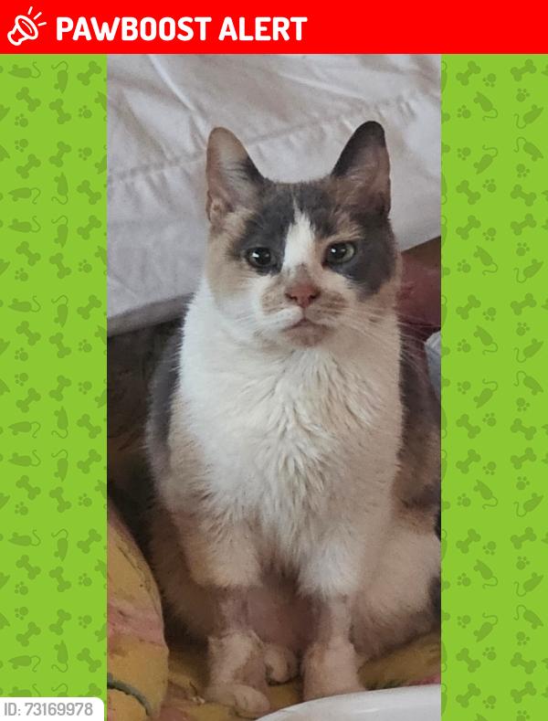 Lost Female Cat last seen New York Ave, Neptune Township, NJ 07756