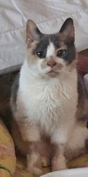 Lost Female Cat last seen New York Ave, Neptune Township, NJ 07756