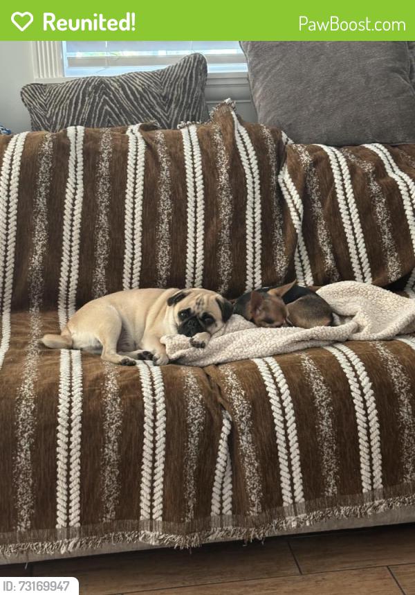 Reunited Female Dog last seen gulfstream rd & mid pines rd, Lake Worth Beach, FL 33461
