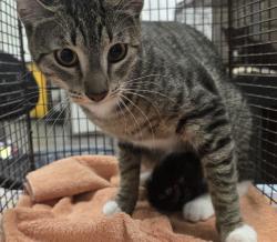 Shelter Stray Female Cat last seen , 4000 N Silverbell Rd, Tucson, AZ 85745, USA