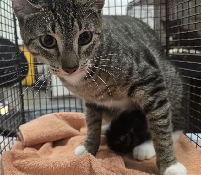 Shelter Stray Female Cat last seen , 4000 N Silverbell Rd, Tucson, AZ 85745, USA