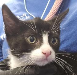 Shelter Stray Female Cat last seen , 4000 N Silverbell Rd, Tucson, AZ 85745, USA